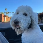 Cowboy Sylvester Malone - @cowboy__thedoodle - Instagram