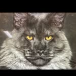Sylvester Malone - @macminnmainecoon - Instagram
