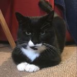 Sylvester Montgomery - @sylvester_vesti - Instagram
