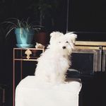 Sylvester Moon - @sylvester.moon - Instagram
