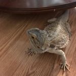 Eddie Sylvester Murray - @eddie_da_dino - Instagram