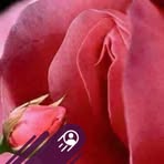 Sylvester Nicholson Hernandez - Facebook