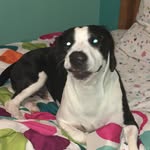 Otis - @otissylvestermoore - Instagram