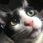 Sylvester Rivera - @syl.vesterthefluff - Instagram