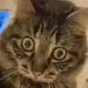 sylvesterwrights - @sylvesterwrights - TikTok
