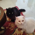 Sylvia Arndt - @sylvia_love_egypt - Instagram