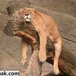 Sylvia Block - @blocksylvia - Instagram