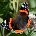 Sylvia Borgman - @sylvia_borgman - Instagram