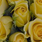 Sylvia Bradshaw - Facebook