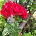 Sylvia Branham-Watts - Facebook