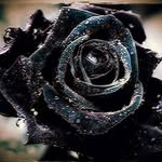 Sunny Li - @sylvia.burkhardt.3 - Instagram