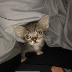 Sylvia Burke - @kittensafehavenrescue - Instagram