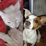 Sylvia Bush - @dogz132011 - Instagram