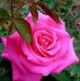 Sylvia Camargo - Facebook
