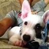 RGV Paws - @sylviachapa2 - TikTok