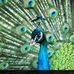 Sylvia Connell - Facebook
