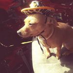 preious & king - @sylviacorbin4 - Instagram