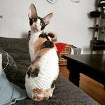 😺Sylvia😺 - @cornish_rex_sylvia - Instagram