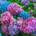 Sylvia Dickens - Facebook