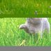 Sylvia Ellington - Facebook