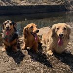 Franklin, Sriracha and Sylvia - @frank_sriracha_sylvia - Instagram