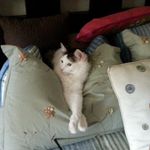 Sylvia Gilliland - @sylvia.gilliland - Instagram