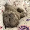 Sylvia.Gorevax - @sylvia.goreva - TikTok
