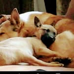 Sylvia Griggs - @collies4 - Instagram