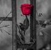 Sylvia Hahn - Facebook
