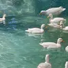 SylviaHarding - @sylviahardingkoblhq - TikTok
