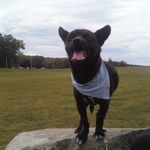 Eric and Sylvia Harmon - @panchos_pet_sitters - Instagram