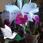 Sylvia Harmon - Facebook