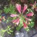 Sylvia Harrell - Facebook