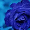 Sylvia Power Jackman - @sylvia.power.jack - TikTok