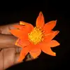 Sylvia Jay - @sylvia.jay5 - TikTok