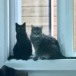 Sylvia Johnston - @sylviastonk - Instagram