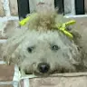 Sylvia KAN - @30870896521 - TikTok