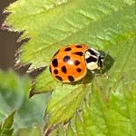 Sylvia Schneider-Lich - @sylvias.kinderbuch.geschichten - Instagram