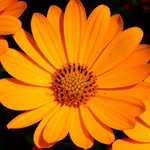 Sylvia Klein - @ringelblume456 - Instagram