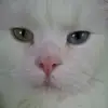 sylviaklinger44 - @sylviaklinger44 - TikTok