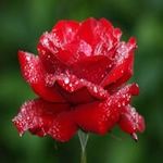 Sylvia Lambert - @lambert_sylvia - Instagram