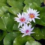 Sylvia Lambert - @sylvialambert77 - Instagram