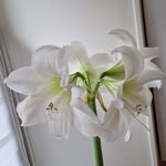 Sylvia Lambert - @sylvialambert61 - Instagram
