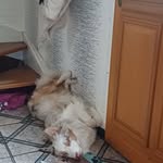 Sylvia Tondellier - @sylvialaraleuse - Instagram