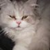 Sylvia Lind - Facebook