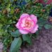 Silvia Lindsey - Facebook