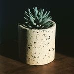 S y l v i a 🌱 - @sylvia.macetas - Instagram