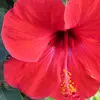 Sylvia Meade - @sylvia.meade - TikTok