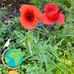 Sylvia Meadows - Facebook