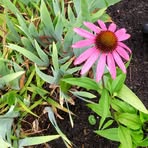 Sylvia Messick - Facebook